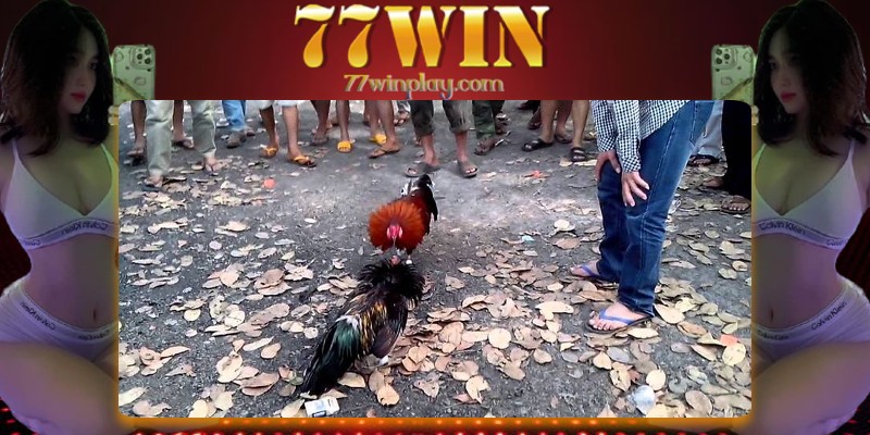 Ưu điểm vượt trội riêng tại đá gà mạng của nhà cái 77win