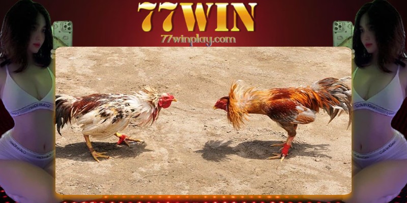 Giới thiệu thông tin về sảnh đá gà mạng tại nhà cái 77WIN